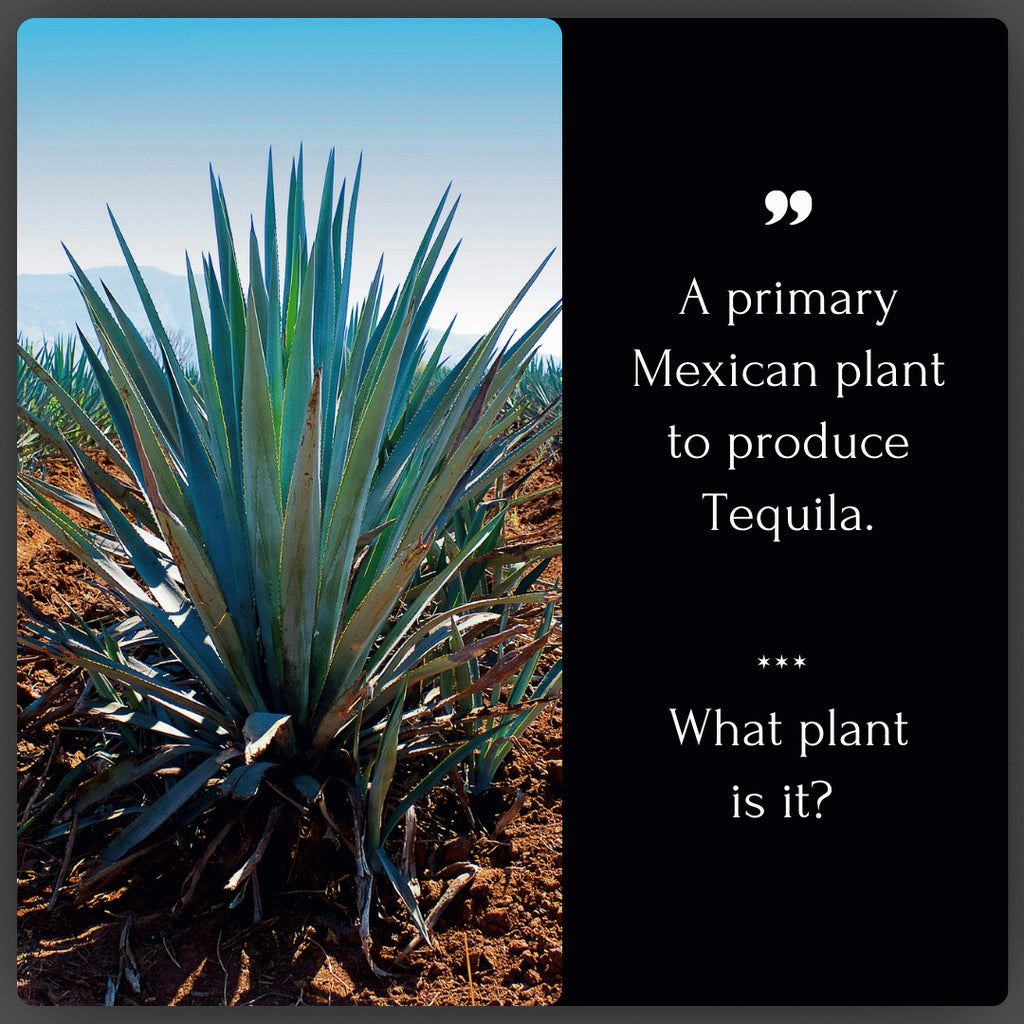 什麼是龍舌蘭 (Agave)?